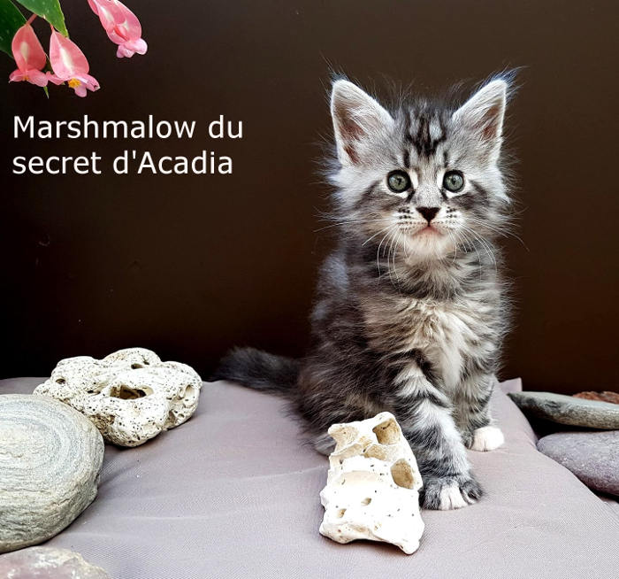 Jeune Marshmalow