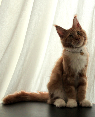 Photo Leonidas devant un rideau